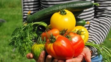 Bonus agricoltura 2025, fino a 180.000 euro a fondo perduto per chi investe